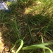 photo of Rough Horsetail (Equisetum hyemale)