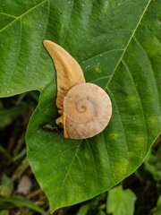 Parthena acutangula