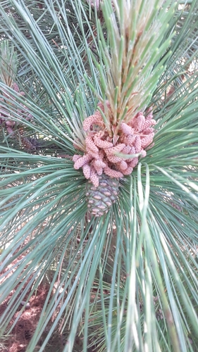 photo of Red Pine (Pinus resinosa)