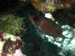 Holocentrus adscensionis