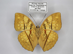 Cymothoe jodutta mostinckxi