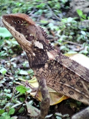 Touzet's Woodlizard photo 3