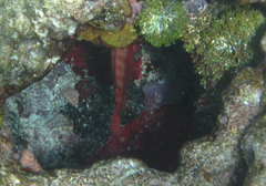 Heteropriacanthus cruentatus