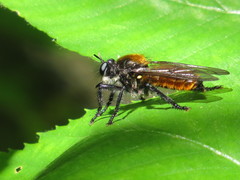 Laphria sericea