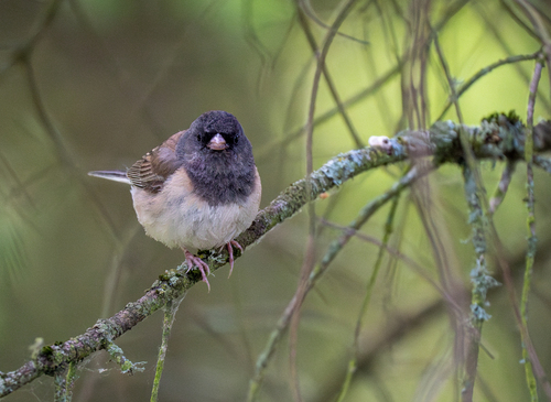 Dark-eyed Junco photographed in Oregon