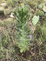 Eryngium leavenworthii