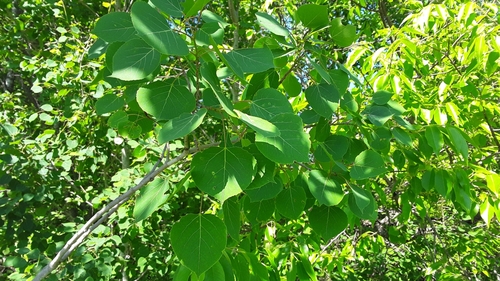 photo of Trembling Aspen (Populus tremuloides)