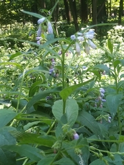 Symphytum officinale