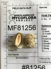 Phallus rubicundus