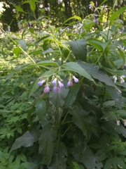 Symphytum officinale
