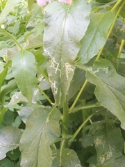 Symphytum officinale