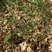 photo of American Vetch (Vicia americana)
