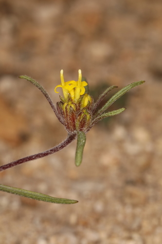 Image of Orochaenactis thysanocarpha by (c) Steve Matson, some rights reserved (CC BY)