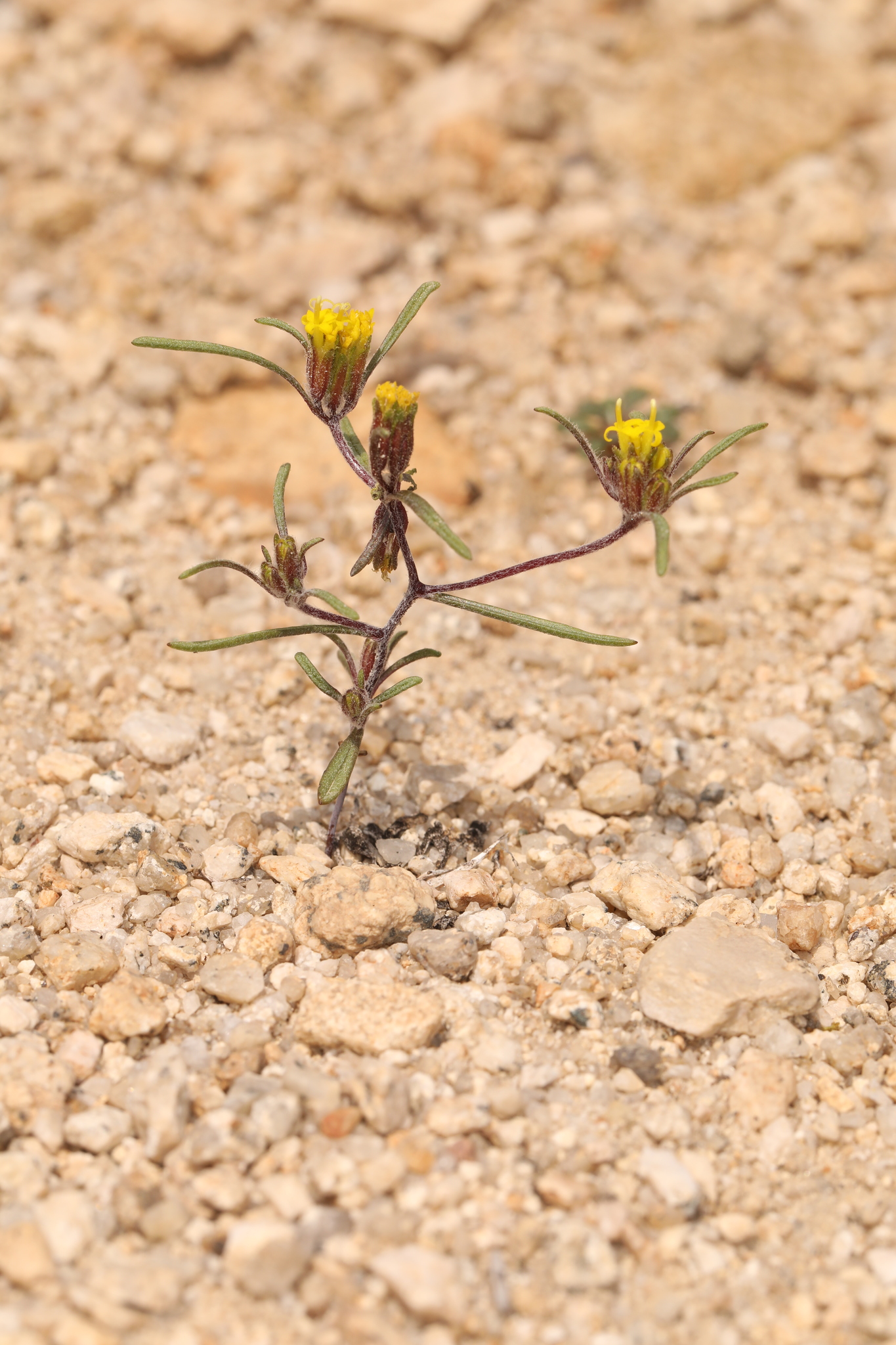 Orochaenactis thysanocarpha