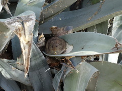 Sigmodon arizonae