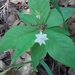 photo of Starflower (Lysimachia borealis)