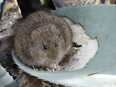 Sigmodon arizonae