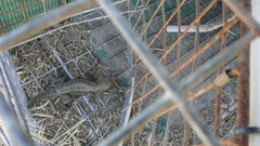 Sceloporus occidentalis becki