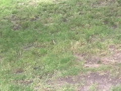Passer domesticus