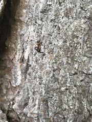 Formica polyctena × rufa