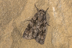 Acronicta brumosa