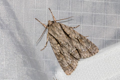 Acronicta lobeliae