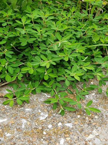 Kummerowia striata