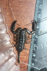 Iomachus politus