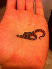 Geophis semidoliatus