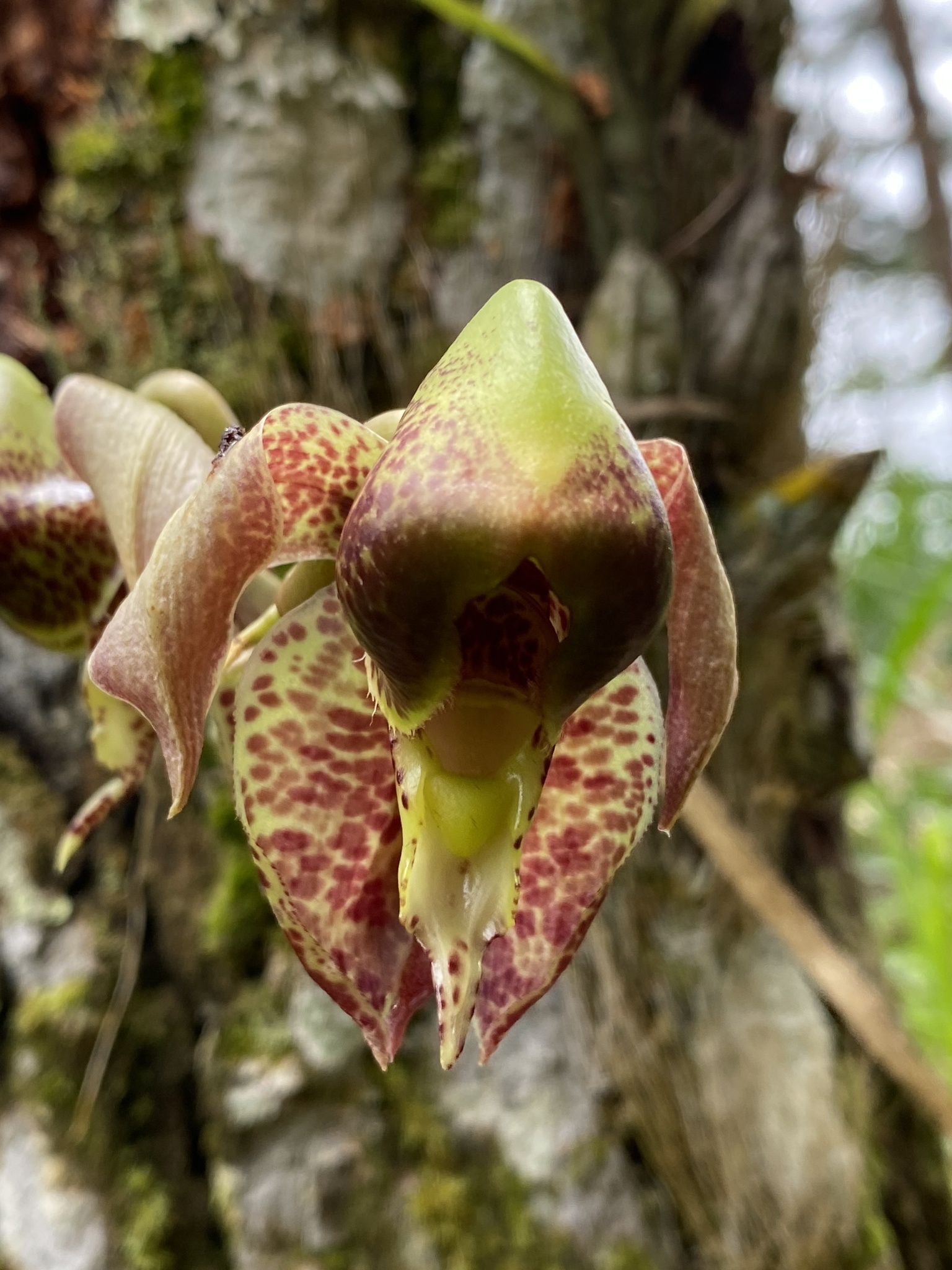 Imagem de Orquídea-cara-de-macaco