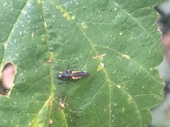 Harmonia axyridis