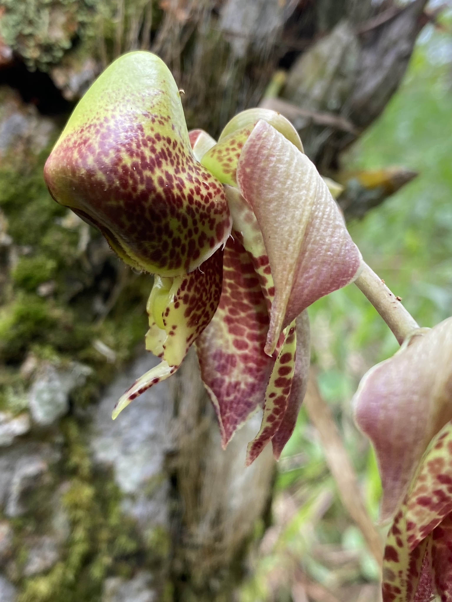 Imagem de Orquídea-cara-de-macaco