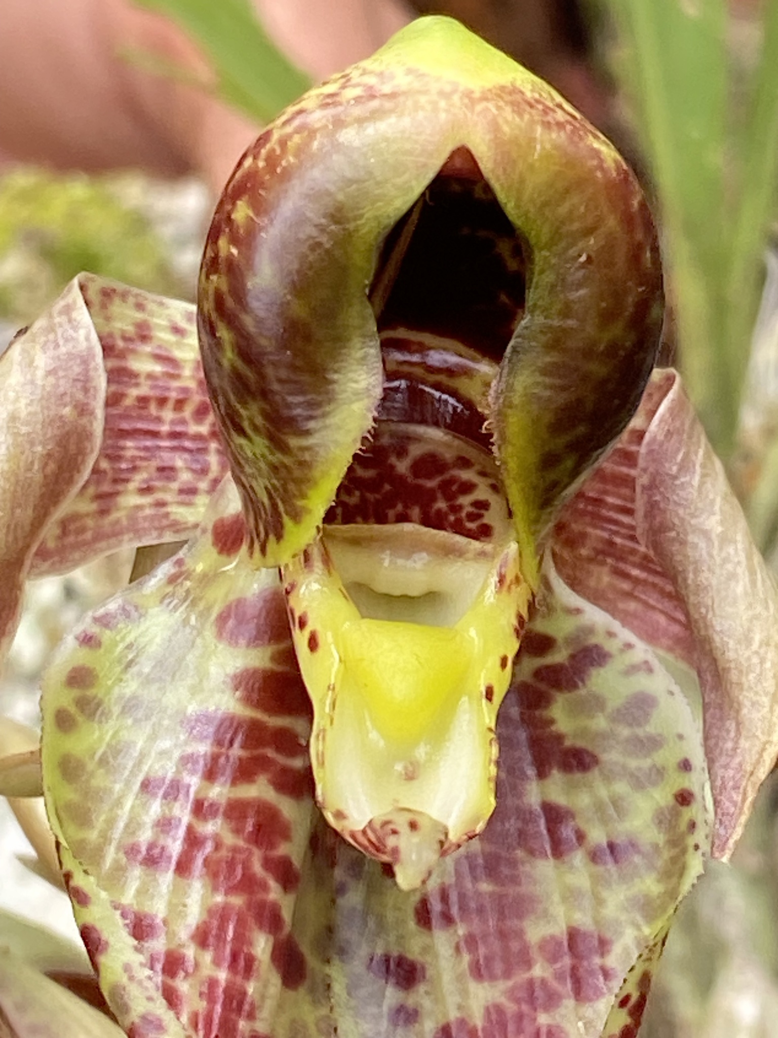 Imagem de Orquídea-cara-de-macaco
