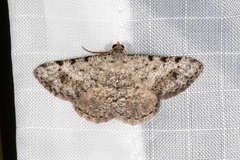 Digrammia pallidata