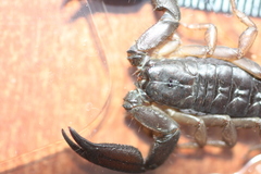 Iomachus politus