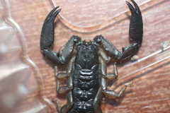 Iomachus politus