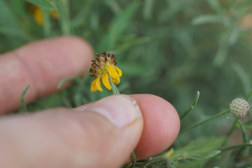 Image of Ratibida tagetes by (c) Lyrae, some rights reserved (CC BY)