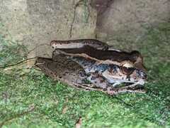 Roraima Treefrog