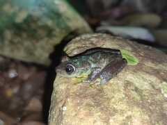 Auyantepui Tree Frog photo 5