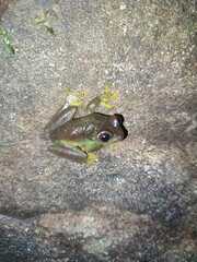 Auyantepui Tree Frog photo 3