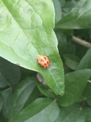Harmonia axyridis