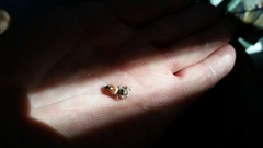 Phidippus californicus