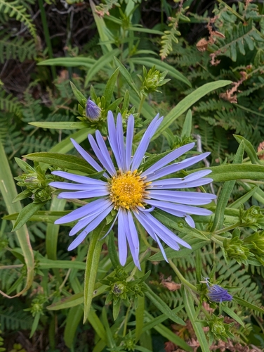 Image of Douglas' Aster (Symphyotrichum subspicatum) by (c) Zachary M.C., some rights reserved (CC BY)
