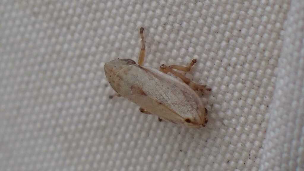 Neophilaenus minor