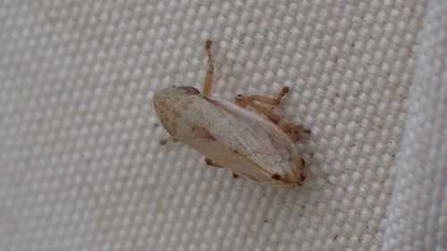 Neophilaenus minor