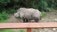 Rhinocerotidae