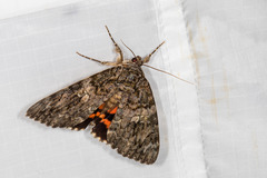 Catocala umbrosa