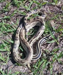 Pituophis lineaticollis