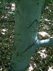 Fagus grandifolia