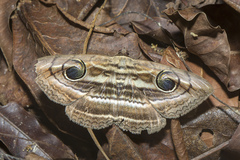 Spirama